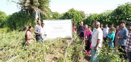 Field day at KVK, Bellampalli