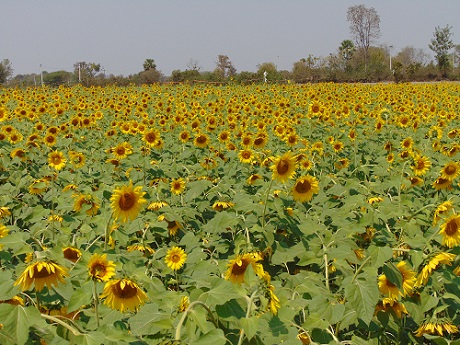 Field day on Rabi Sunflower 