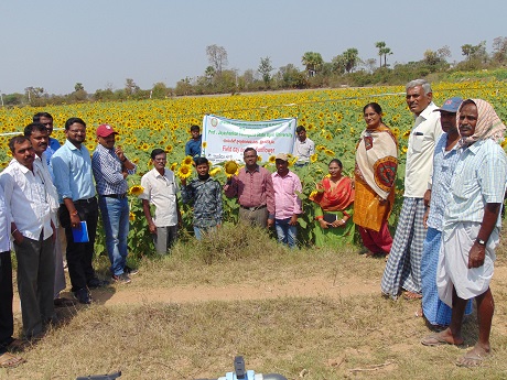 Field day on Rabi Sunflower 