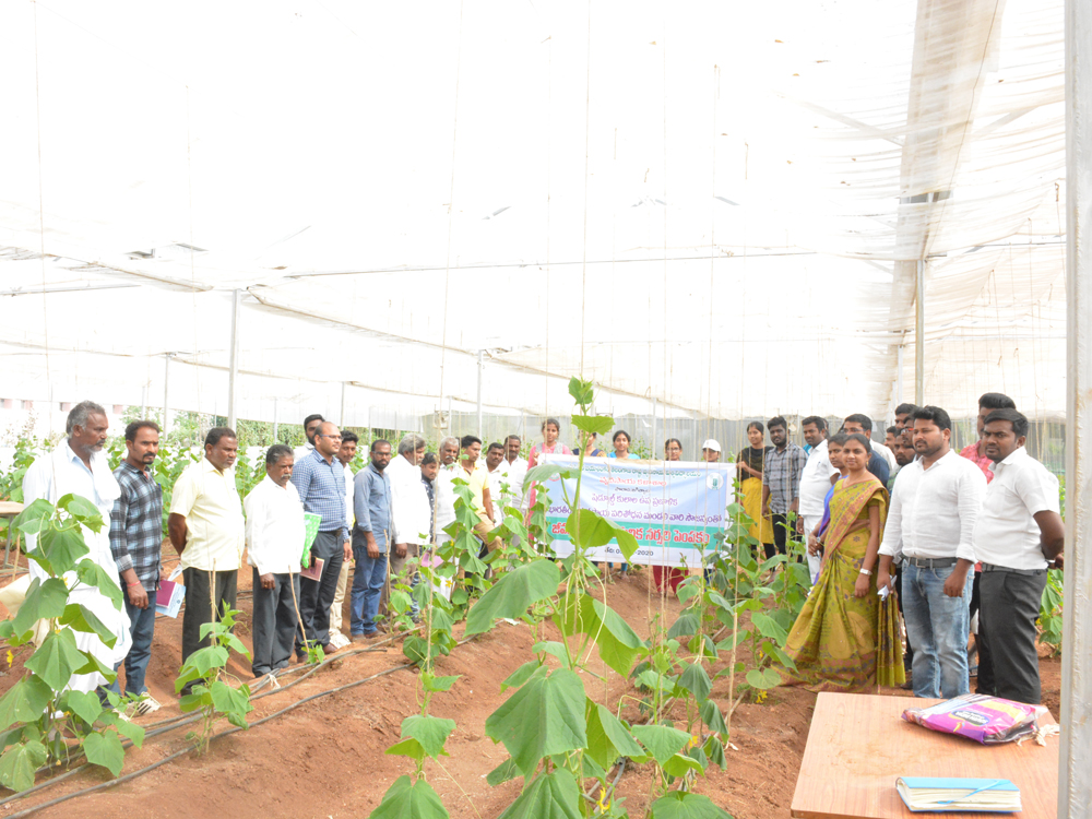Nursery Raising Of Horticultural Cropsunder Hill Condition